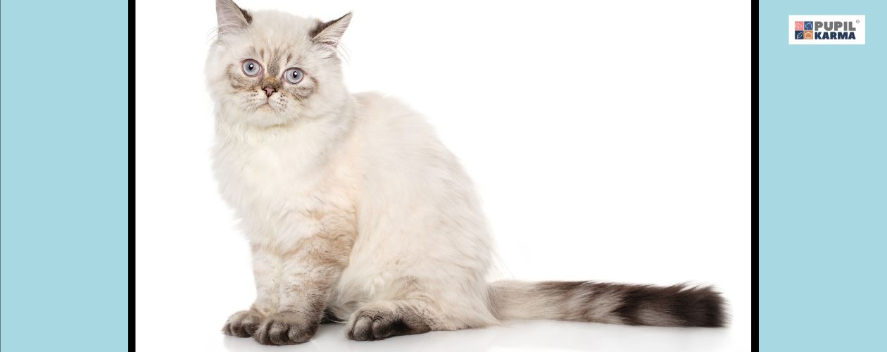 Koty spokojne i pozbawione agresji. Zdjęcie białego persa na białym tle. Po bokach niebieskie pasy i logo pupilkarma.